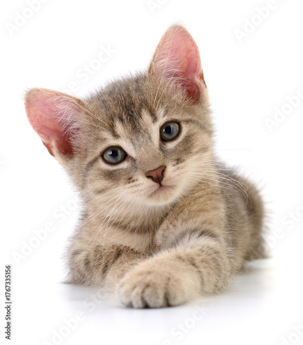 Cute gray tabby kitten lying isolated on white background