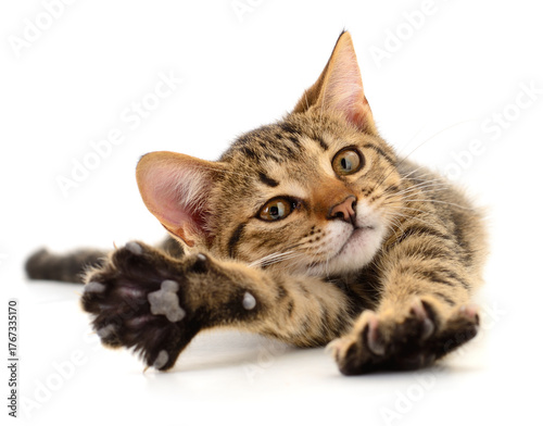 Playful tabby kitten stretching forward on white background