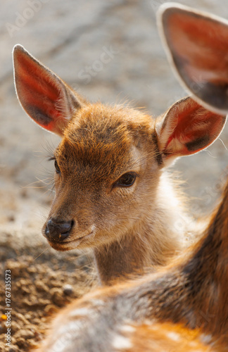 A baby deer with brown ears and a white nose