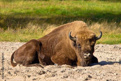 The European bison (Bison bonasus) lies on the ground in a breeding facility in Dzukijos National Park, Lithuania