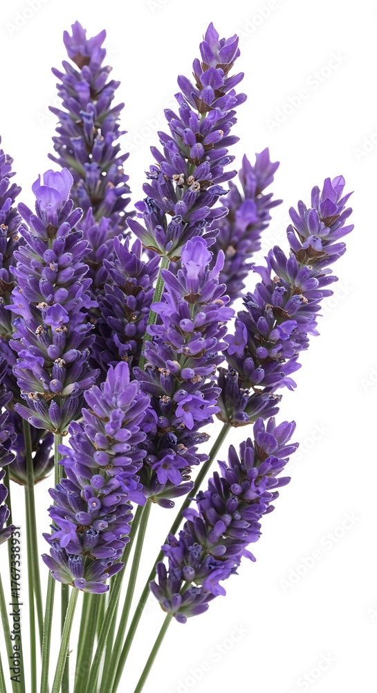 Obraz premium Vibrant Purple Lavender Flowers in a Bouquet on a White Background.