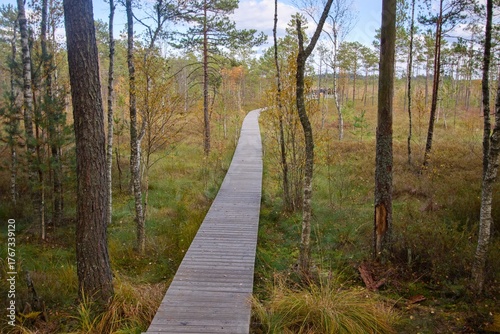 Hiking trail at Čepkelių peat bog in Dzukija National Park, Lithuania