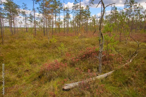 Interior of the Čepkeliai Marsh (Čepkelių raistas) Nature Reserve and Ramsar site near the Dzūkija National Park, Lithuania