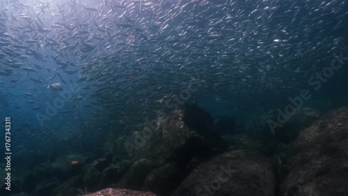 A massive school of sardines pulsed and shimmered as it moved. cinematic slow motion 4k high resolution