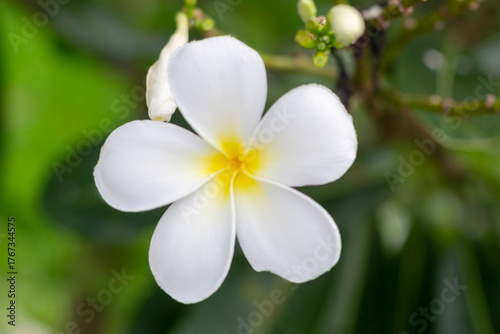 white frangipani flower, Blooming white Frangipani flower or Plumeria on tree with its branches and buds close up selective focus blur background
