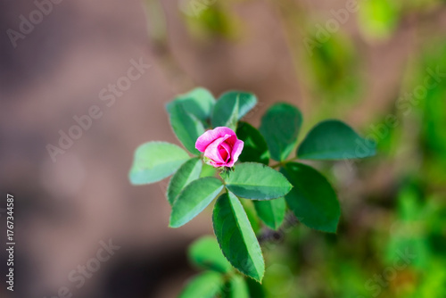 pink flower in the garden, Fresh pink rosebud on tree with green leaves in garden close up selective focus blur background