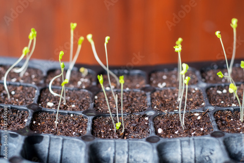 Seedlings of vegetable with soil in black seedling tray at nursery in garden close up blur background selective focus