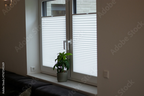 White pleated blinds on two windows in a room, window sill with a green plant 