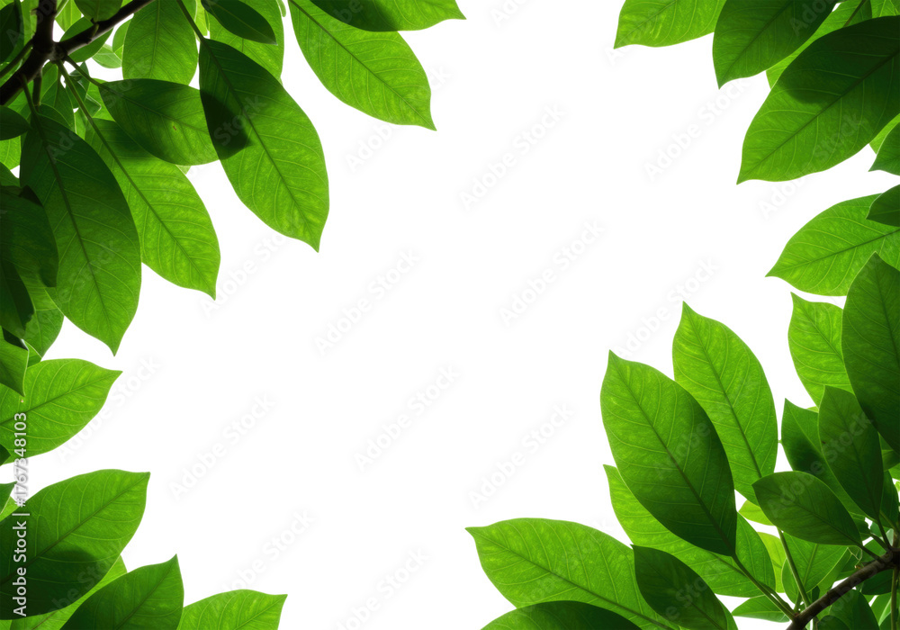 Fototapeta premium Green leaves frame transparent background cutout png