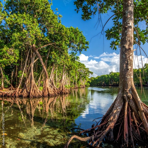 Lush mangrove forest along a tranquil waterway
