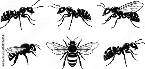 Insect silhouettes, bee, ant, wasp, black vector, segmented body, wings, antennae, entomology design, nature illustration, bug anatomy, isolated icons