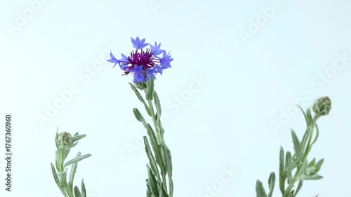 Pretty flower of the mountain knapweed plant, Cyanus semidecurrens, Centaurea cyanifolia. Cyanus montanus, studio video isolated on white background