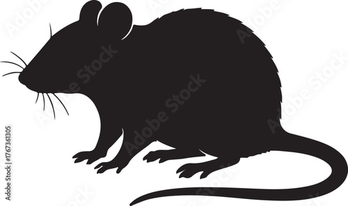 sillhouette rat