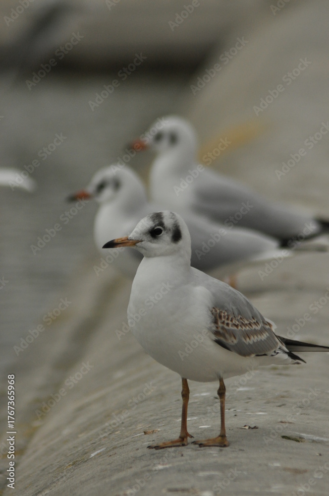 Fototapeta premium Seagulls standing on a pier at a coastal location during a cloudy day
