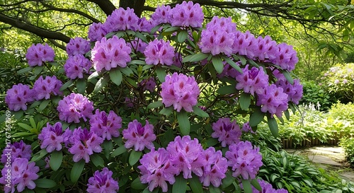 Vibrant Purple Rhododendron Flowers Blooming in a Lush Garden.
