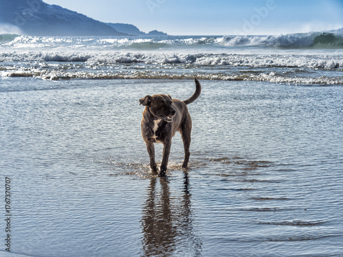Perro en el medio del mar con olas intensas a su espalda se siente feliz