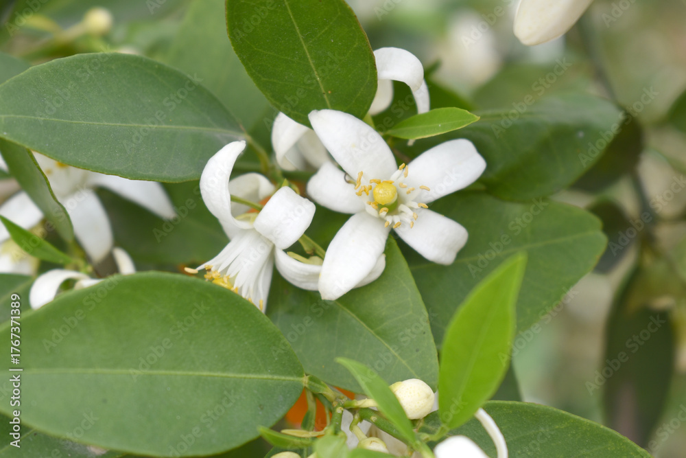 Fototapeta premium Blossoming orange tree flowers, orange blossoms, Spring harvest, closeup of Orange tree branches with flowers and leaves, buds and leaves, white little flower closeup, Chakwal, Punjab, Pakistan