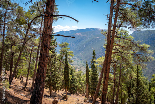 Fototapet Delphi, Greece - Pine trees at the Temple of Apollo