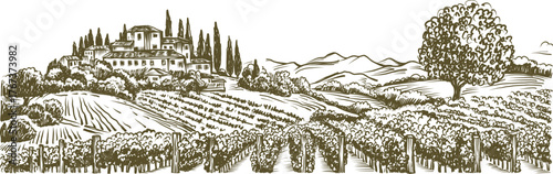 Vintage Illustration of a Countryside Landscape with Vineyard Fieldsrint