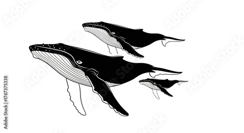 A pod of humpback whales, including two adults and one calf, gracefully swims through the ocean waters, showcasing their majestic presence and natural beauty in this detailed illustration.