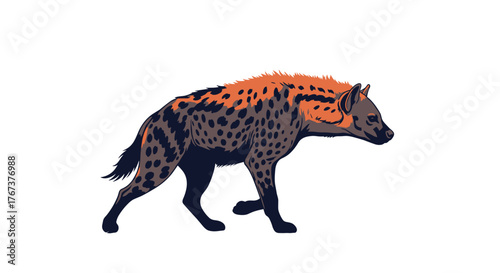 Illustration of a spotted hyena with orange and brown fur walking on a white background.