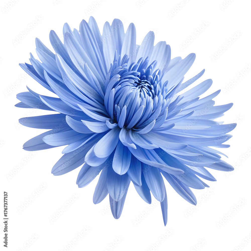 Obraz premium A beautiful blue aster flower shows layered petals