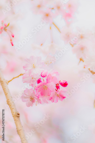 Dreamy Cherry Blossom in Soft Focus Fine Art Photography