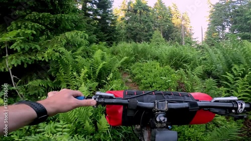 POV mountain bike ride through dense summer forest on narrow trail surrounded by green ferns and sunlight