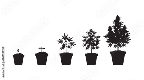 Black shadow depicting the different stages of cannabis development. An infographic illustrating how to grow marijuana from a seed. Ripe hemp in a planter.