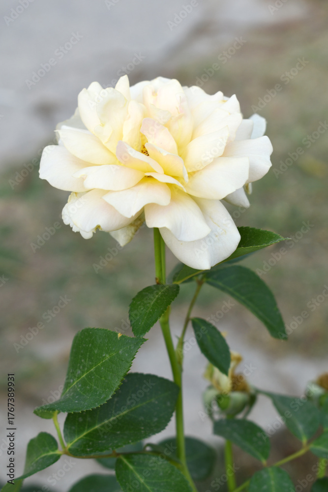 Obraz premium Beautiful white rose flower closeup in garden, A very beautiful white rose flower bloomed on the rose tree, Rose flower closeup, bloom flowers, Natural spring flower, Natural floral background,