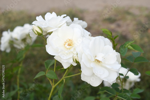 Beautiful white rose flower closeup in garden, A very beautiful white rose flower bloomed on the rose tree, Rose flower closeup, bloom flowers, Natural spring flower, Natural floral background,