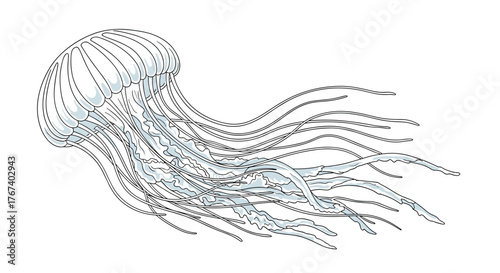 Delicate line drawing of a translucent jellyfish with flowing tentacles against a white background.