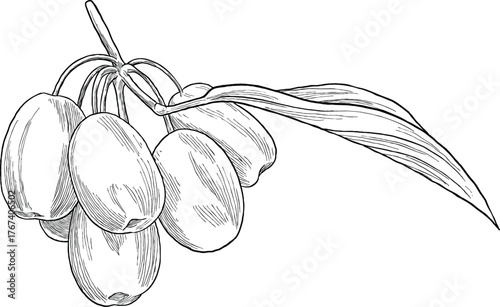 Hand Drawing Botanical Sketch of Cornelian Cherry (Cornus mas)