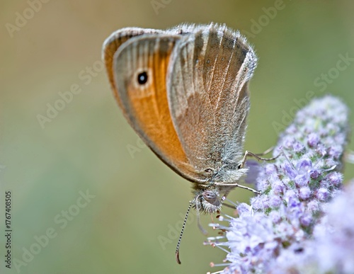 Small heath (Coenonympha pamphilus), Greece