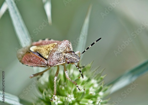 Dolycoris baccarum, the sloe bug, is a species of shield bug in the family Pentatomidae, Greece