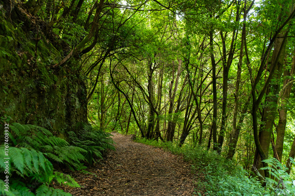 Fototapeta premium Madeira Forest Path Ferns Lush Greenery