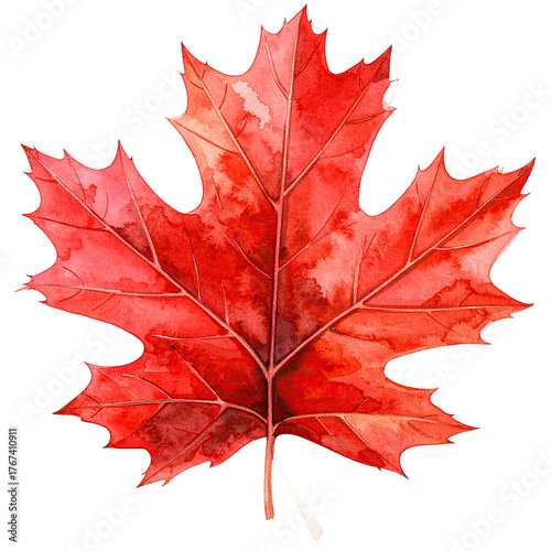 Vibrant, isolated red maple leaf with detailed veining and ragged edges on black background