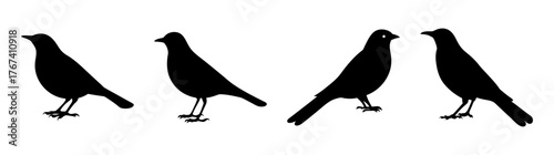 Foursilhouettedblackbirdsstandingonaplainbackgroundfacingdifferentdirections