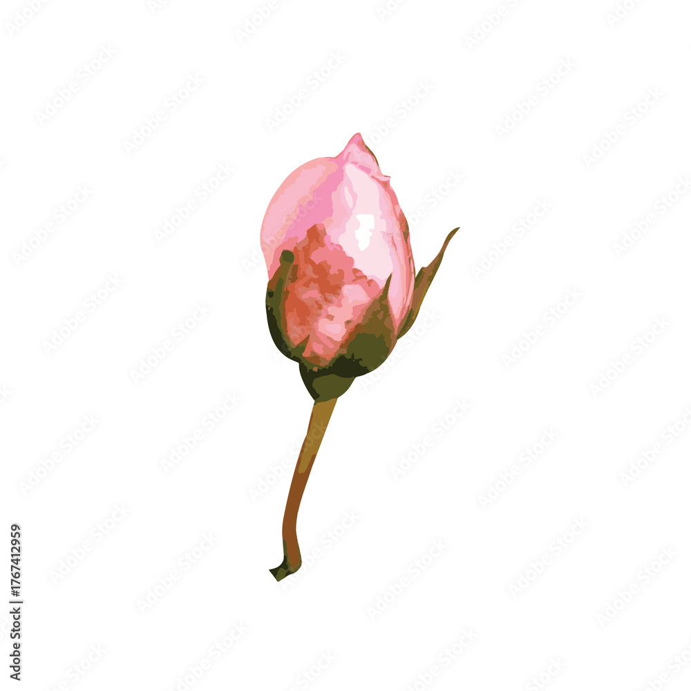 Fototapeta premium watercolor rose flower transparence background