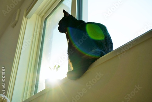 屋内の窓の額縁で植物と一緒に日光を浴びる黒猫