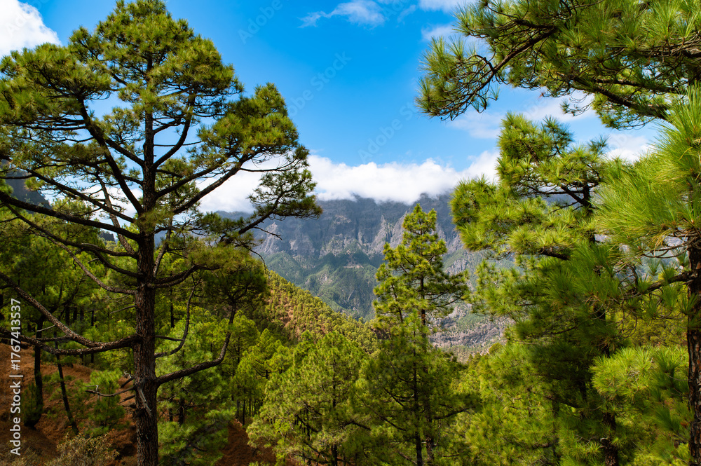 Fototapeta premium Canary Islands Valley Pine Forest View