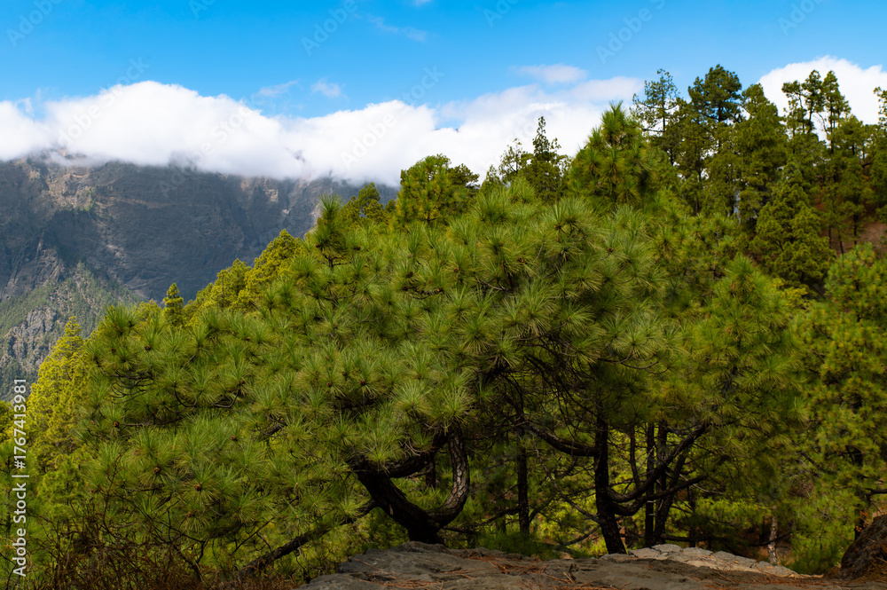 Obraz premium Canary Islands Pine Forest Mountain View