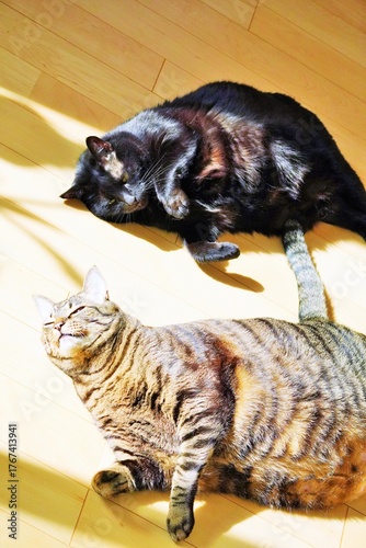 室内のフローリングの上で寝転がって日向ぼっこする二匹の飼い猫