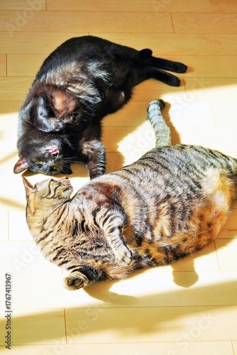 日の当たる暖かい室内のフローリングの上で寝転がってコミュニケーションをとる猫達、