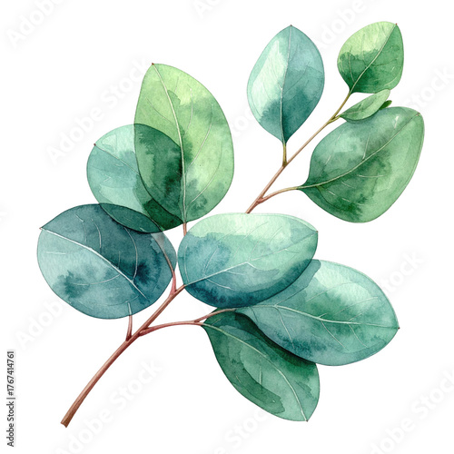 Watercolor painting of eucalyptus leaves and stem, isolated on black background
