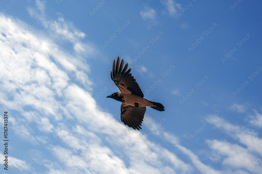 Fototapeta premium A detailed, high-contrast photograph. The dark silhouette of a large bird (magpie/crow) contrasts with the bright blue sky and fluffy clouds. Detailed feathers on the wingtips