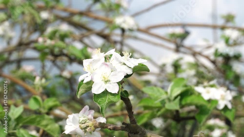 Apple Blossom Spring Motion