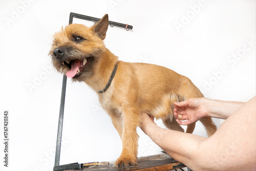 groomer combing wool of spitz in salon, grooming master cuts and shaves, cares for a dog in professional salon for pets. High quality photo