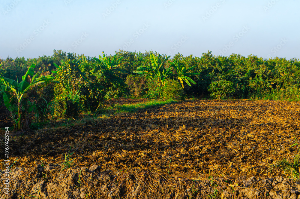 Obraz premium Vibrant green banana trees and lush foliage border a freshly plowed field bathed in warm morning sunlight, promising rich harvest