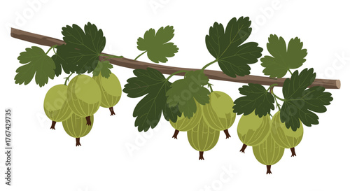 Illustration of a branch with ripe green gooseberries and leaves on a white background.